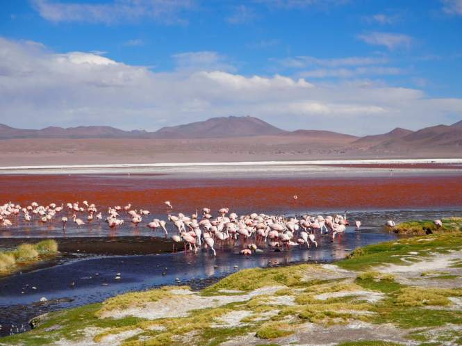 Laguna colorada Tour Salar Uyuni