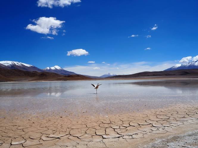 Laguna honda uyuni