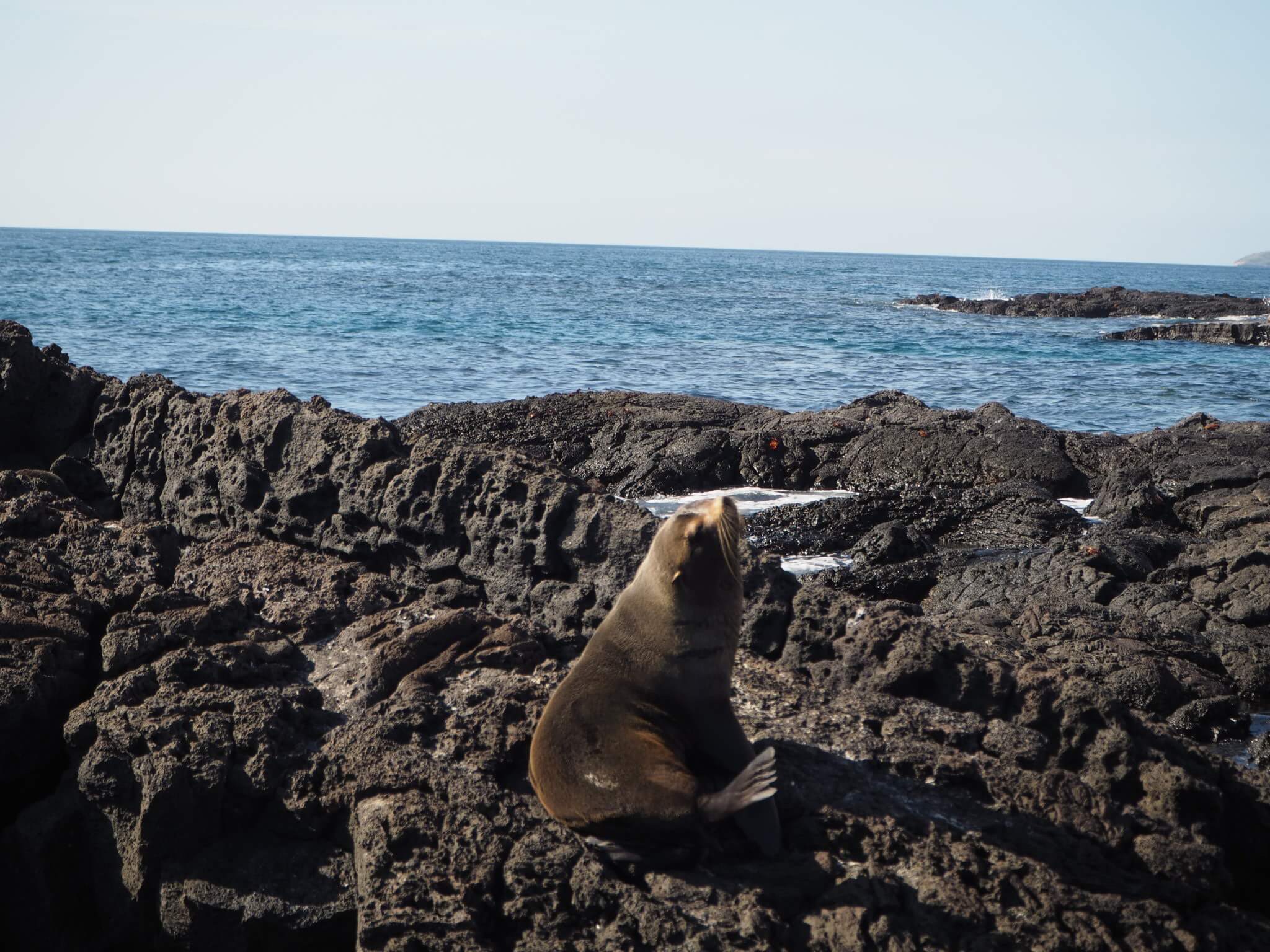 Galapagos crucero buceo lobo marino