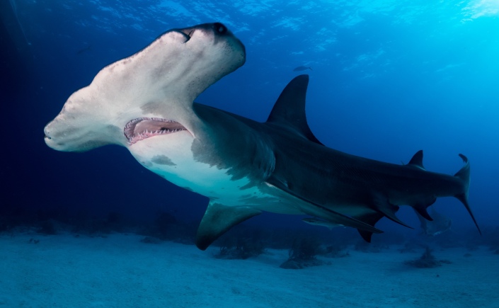 Tiburón martillo galápagos