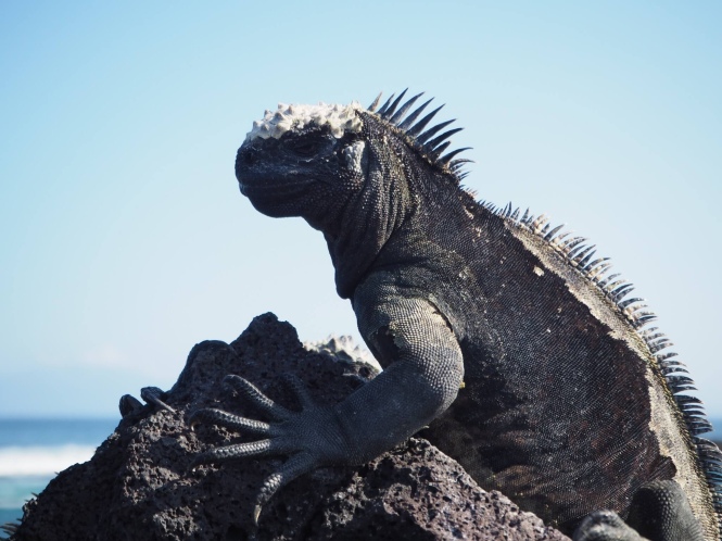 iguana marina islas galápagos por tu cuenta
