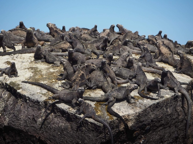 iguanas marinas galápagos por tu cuenta