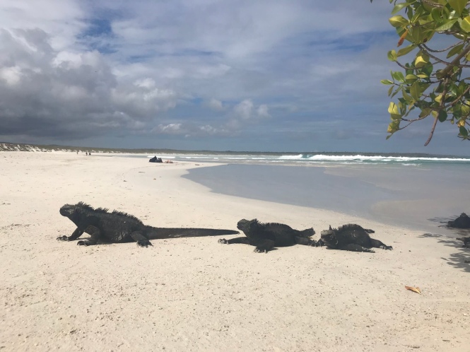 Iguanas en Playa Tortuga Galápagos por tu cuenta
