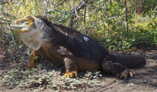 Iguana terrestre Galápagos por tu cuenta