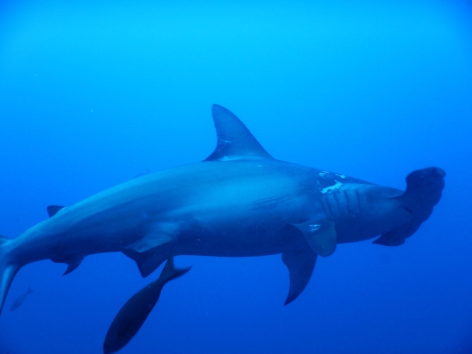 Tiburon martillo Galápagos por tu cuenta