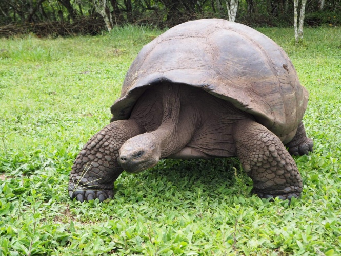 tortuga galápagos islas galápagos